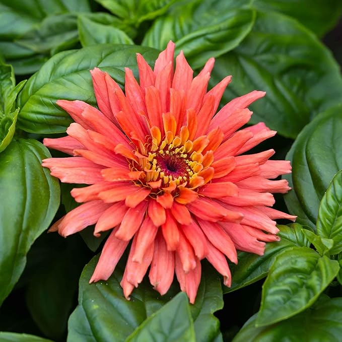 Eden Brothers Zinnia Seeds - Senorita, Non-GMO Seeds for Planting, 1 oz | Low-Maintenance Flower Seeds, Plant During Spring, Zones 3, 4, 5, 6, 7, 8, 9, 10