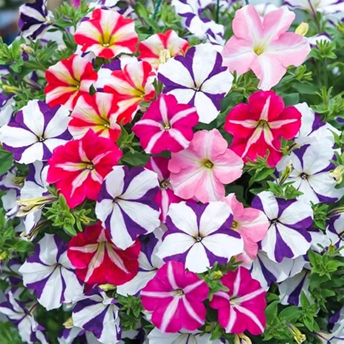 1000 Petunia Double Mix Seeds Easy to Grow Hanging Basket Flower for Planting Garden Home Garden Balcony Multicolor Flowers Seeds