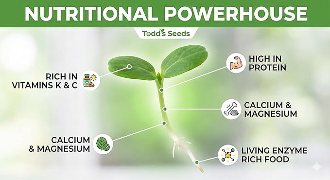 Todd’s Seeds - Alfalfa Sprouting Seeds - Easy to Grow - Fast Growing Seeds with High Sprout Germination (One Pound)