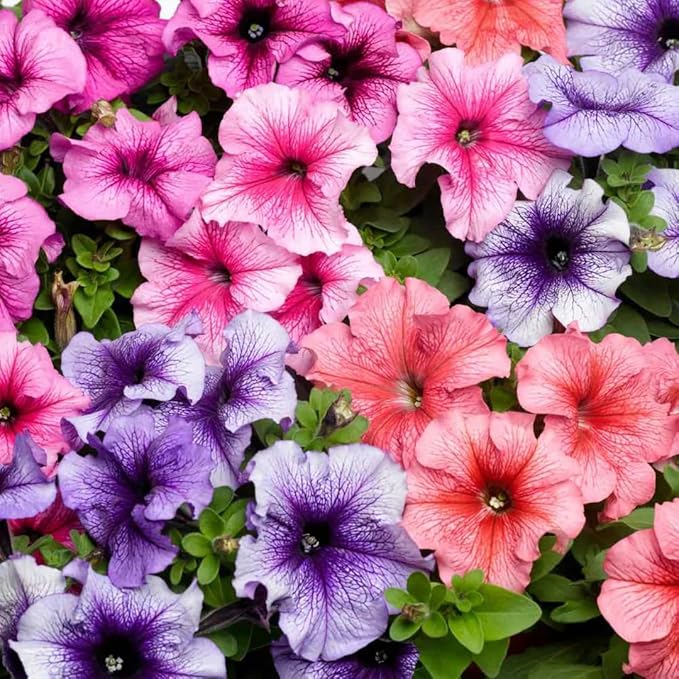 330+Mixed Petunia Hybrida Seeds for Planting-Perennial Hanging Petunia Flower Seed Plant for Home Garden Heirloom Non-GMO