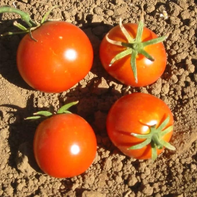 Tomato Garden Seeds - Glacier - 25 Seeds - Non-GMO, Heirloom, Vegetable Gardening Seed