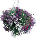 50+ Trailing Mixed Lobelia Regatta Perennial Flower Seeds/Great for Hanging Baskets