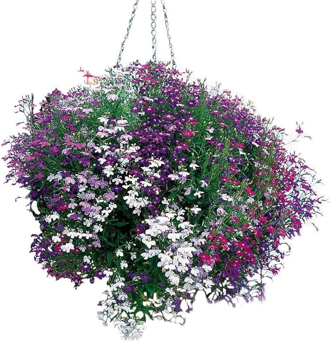 50+ Trailing Mixed Lobelia Regatta Perennial Flower Seeds/Great for Hanging Baskets