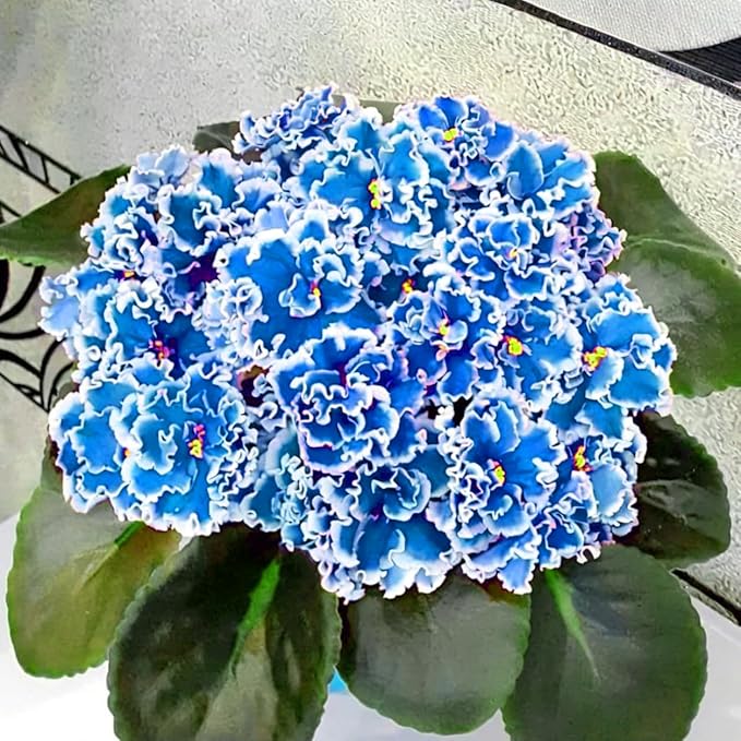 African Violet Flower Seeds for Planting, 300pcs African Violet Perennial Flower Seeds Non-GMO Heirloom Rare Plants, Open Pollinated Beauty Home Garden for Outdoors
