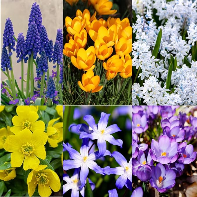 50 Mixed Flower Bulbs, 5 Varieties Assorted Top-Size Bulbs for Fall Planting, Vibrant Spring Bloom, Hardy Perennial Flower Bulb for Flowers Bed, Containers, Gardens
