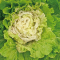 Chinese Cabbage Seeds - Kogane - 1 Oz ~8000 Seeds - Non-GMO, Heirloom - Asian Garden Vegetable & Microgreens