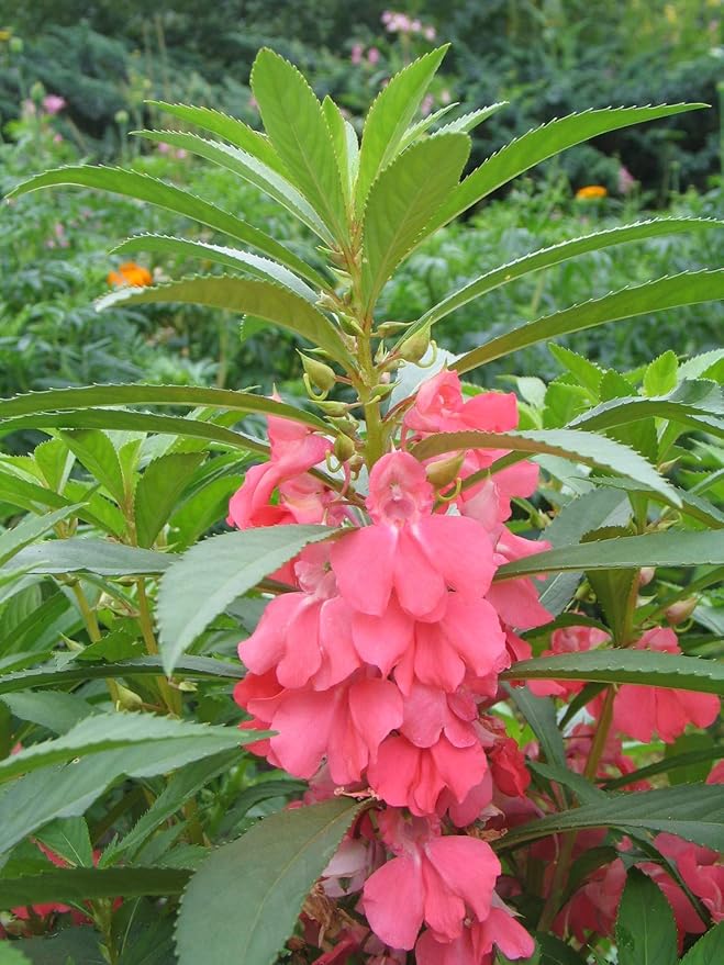 Seeds Balsam Garden Mix Touch-Me-Not Hanging Annual Flower Non GMO