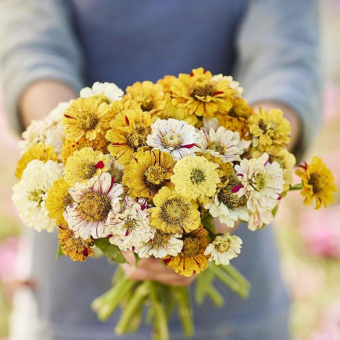 Eden Brothers Zinnia Seeds - Peppermint Stick Mixed, Non-GMO Seeds for Planting, 1 oz | Low-Maintenance Flower Seeds, Plant During Spring, Zones 3, 4, 5, 6, 7, 8, 9, 10