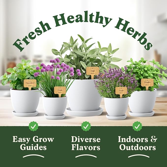 Seedboy Organic Non GMO 10 Herb Variety Pack: Basil, Cilantro, Mint, Oregano, Parsley, Thyme, Chives, Dill, Sage, Rosemary for Planting Indoor and Outdoor, USDA Certified (10 Herb Variety Pack)