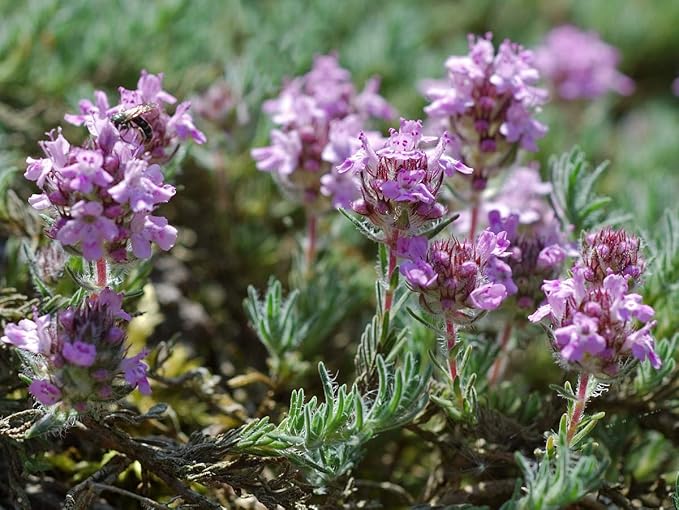 Seeds4planting - Seeds Thyme French Garden Perennial Herb Non GMO for Planting 500 Seeds