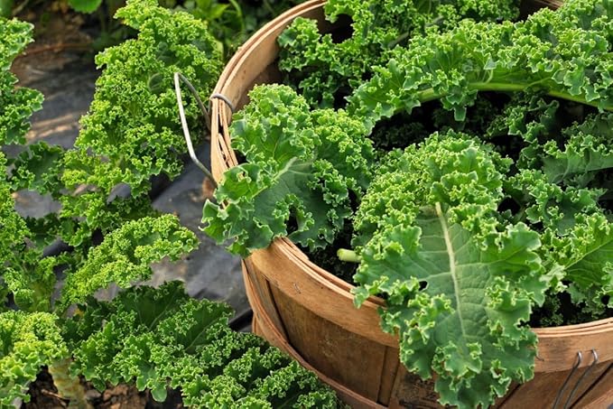 300+ Seeds Bush Kale Giant Cabbage - Vegetable Green