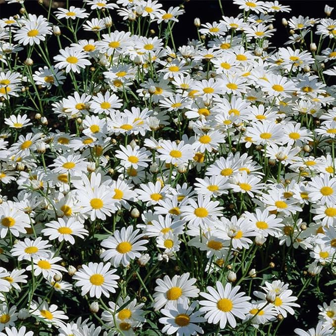 5000+ Perennial Chrysanthemum Seeds for Planting-AKA Shasta Daisy Heirloom Wildflower Seeds Pack