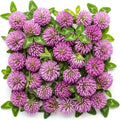 Red Clover Seed - 5 Pounds - Perennial Forage Clover for Food Plots, Cover Crops, Pasture Mixes, Soil Improvement, Erosion Control, and Pollinator-Friendly Planting