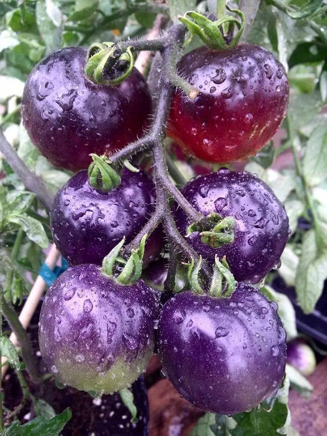 Seeds Rare Purple Tomato 30+ Seeds for Planting Indeterminate Tomato