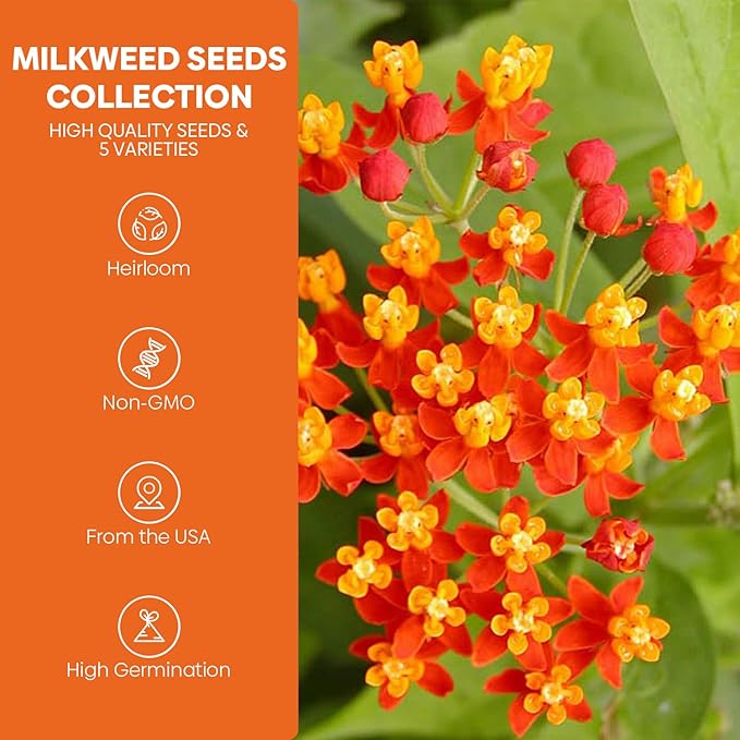 Milkweed Seeds for Planting to Attract Monarch Butterflies - 5 Individual Pack for Tropical, Butterfly, Common, Showy, Pink Swamp Non-GMO Milkweed Seed
