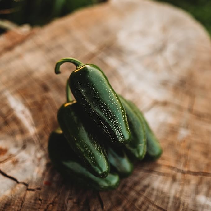 Jalapeno Mild Chile Pepper - 25 Seeds - Heirloom & Open-Pollinated Variety, Tamed Jalapeno, USA-grown Chili Seeds, non-GMO Vegetable Seeds for Planting Outdoors in the Home Garden, Thresh Seed Company
