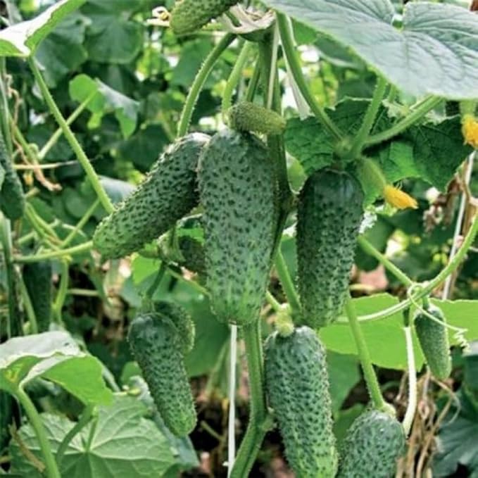 KIRA SEEDS - Seeds Cucumber Bush Champion - Open-Pollinated - Heirloom Vegetable - GMO Free