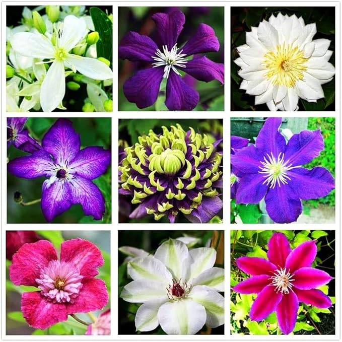 Clematis Mixed Colors 20Seeds Wonderful Blooms 20+ Perennial Vine Seeds (Clematis 1)
