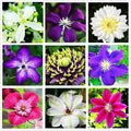 Clematis Mixed Colors 20Seeds Wonderful Blooms 20+ Perennial Vine Seeds (Clematis 1)