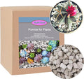 Horticultural Pumice for Plants 5QT, Natural Organic Pumice Stones for Succulent Cactus Bonsai Tree Orchid Potting Mixed, Improves Soil Aeration and Drainage, Promotes Root