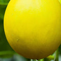 Canary Melon Garden Seeds - Yellow - 1 Lb - Non-GMO, Heirloom Vegetable Gardening Seed - Fruit