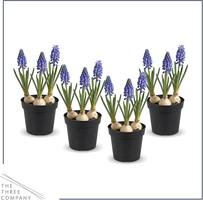 Live Flowering Muscari Grape Hyacinth (4 Per Pack), Beautiful Spring Bulbs, Ships Dormant in 1 Pt Pot, Blooms in 3-5 Weeks