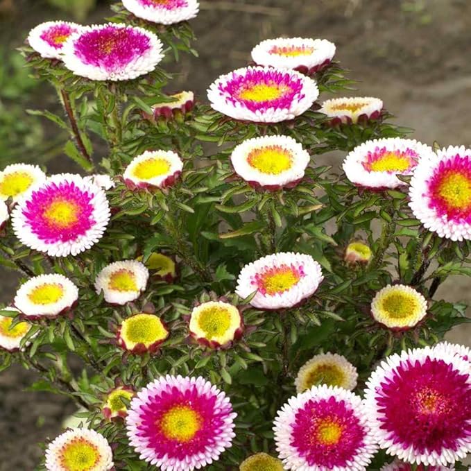 Outsidepride Tall Pompon Hi-no-Maru Aster Seeds - 2000 Pcs. Annual, Hardy & Pollinator Friendly Flower Seeds for Planting Vibrant Disc-Shaped White-Red Blooms, Ideal for Meadows & Aesthetic Gardens
