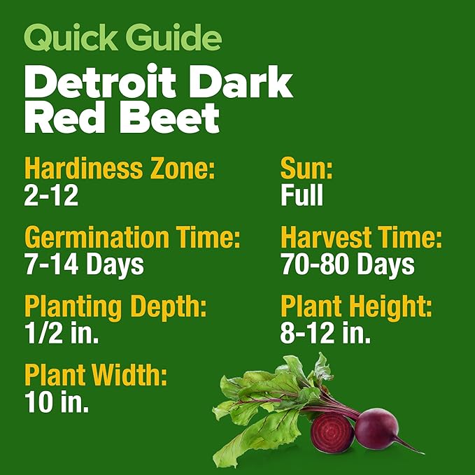 HOME GROWN Non GMO Detroit Dark Red Beet Seeds Pack - 500 Heirloom Vegetable Seeds for Planting - Red Beet for Home Garden High Germination(Beta vulgaris)