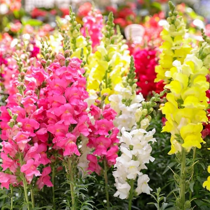 6000+ PCS Snowflake Snapdragon Flower Seeds Antirrhinum Majus Rare Flower Seed Outdoor-Perennial Heirloom Plant Seed Attracts Bees& Attracts Butterflies