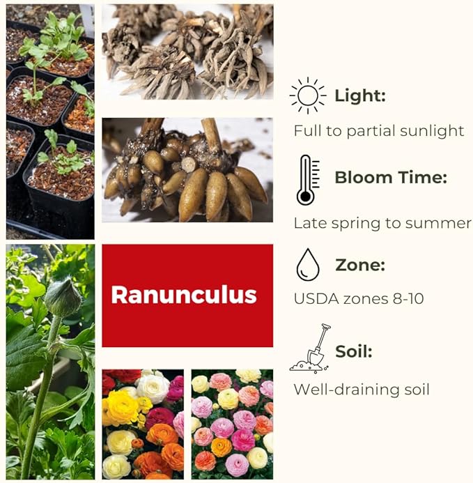 Set 50 Ranunculus Bulbs for Planting, Mix Ranunculus Corms Bulk, Butterfly Ranunculus Flowers Bulbs Spring Fall, Peony Buttercup Ranunculus