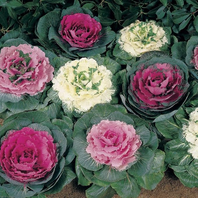 Seeds Flowering Kale Mix Large Leaf Decorative Cabbage Ornamental Non GMO Heirloom