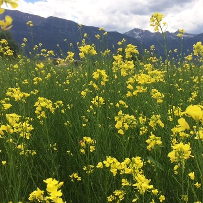 Kodiak Mustard Seeds by Mighty Mustard - 5 Lb - Non-GMO, Open Pollinated Farm & Garden Cover Crop Seeds