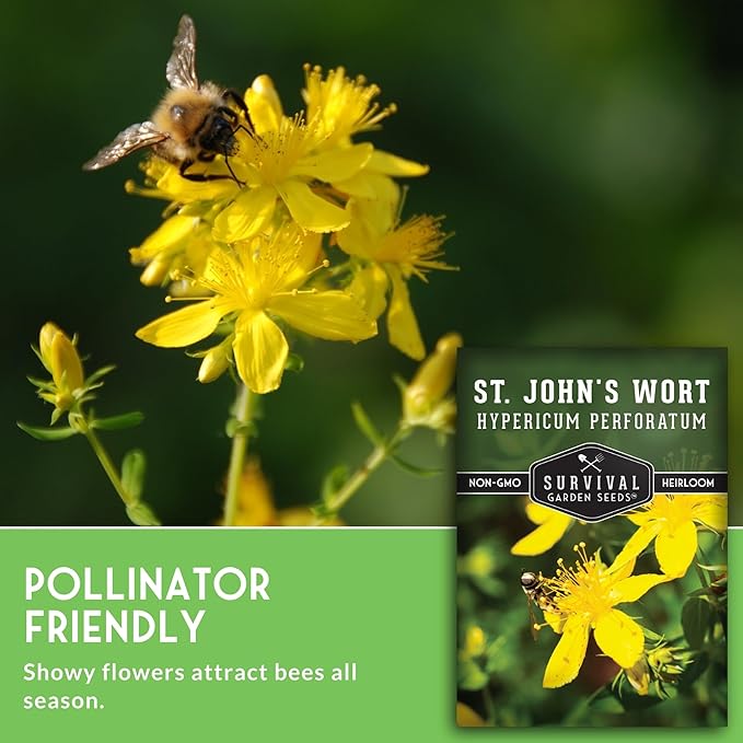 St. John's Wort Seeds for Planting - 2 Packets with Instructions to Plant & Grow Beneficial Perennial Herbs in Your Home Herb Garden - Non-GMO Heirloom Variety - Survival Garden Seeds