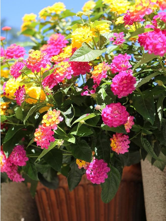 300+ Lantana Flower Seeds for Planting,Perennial Mix Lantana Camara Flowers Seeds to Plant-Non-GMO Heirloom Mixed Color Flower Seed for Home Garden Outdoors