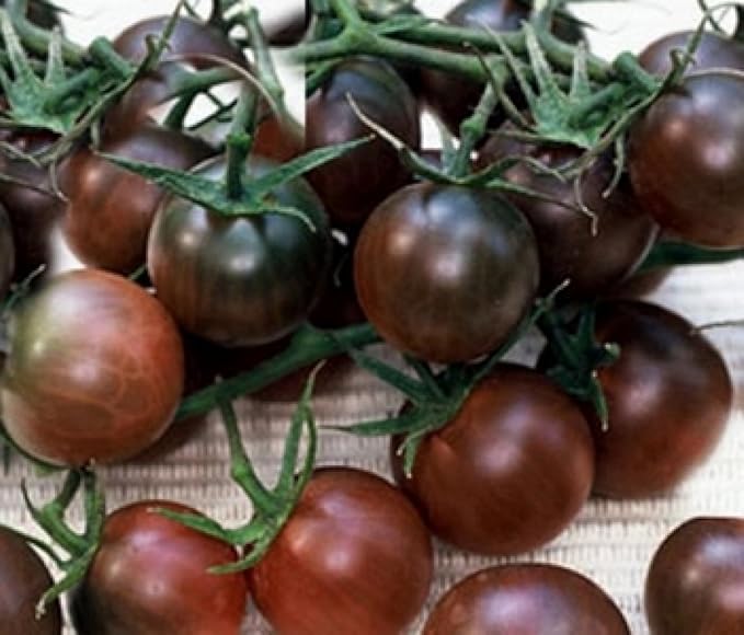 Seeds Vegetable Black Cherry Tomato Heirloom for Planting Non GMO - 25 Seeds