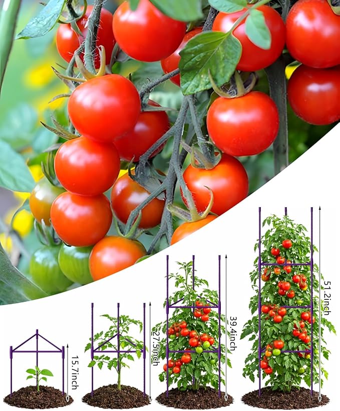 Growsun 51 inch Tomato Cage Heavy-Duty Plant Support Cucumber & Vine Vegetables – Adjustable Purple Metal Garden Trellis for Climbing Plants, Indoor & Outdoor Use, 6 Pack