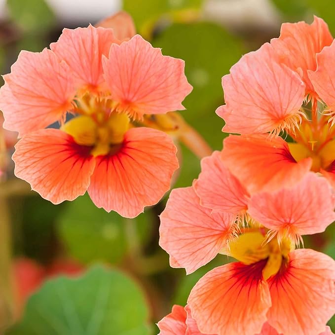 Eden Brothers Nasturtium Seeds - Vesuvius Non-GMO Seeds for Planting, 1 Ounce | Low-Maintenance Flower Seeds, Plant During Spring Season, Zones 10, 3, 4, 5, 6, 7, 8, 9