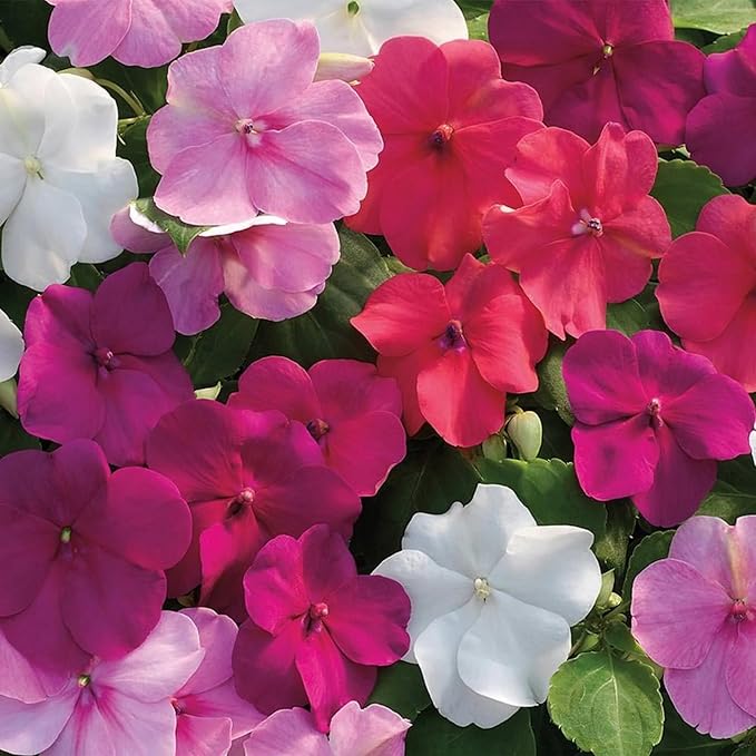 100+ Periwinkle Vinca Seeds Garden Flowers & Ground Cover Plants Dwarf Flower Perennial Flower
