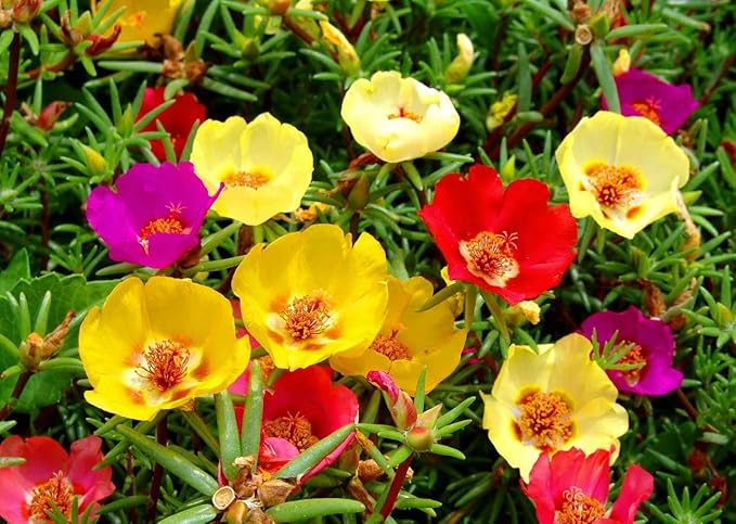 Purslane Large Flower Seed Mix Portulaca Grandiflora Rose Moss Succulent Seeds for Planting 1000+ Seeds