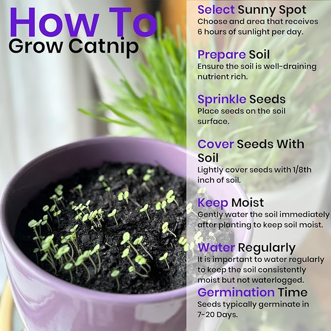 NatureZ Edge Cat Grass Seeds & Catnip Seeds - 3 Pack Variety Kit, Cat Grass for Indoor Cats, Oat & Barley Seeds for Planting, Cat Plant, Indoor Cat Grass Kit, hierba para Gatos