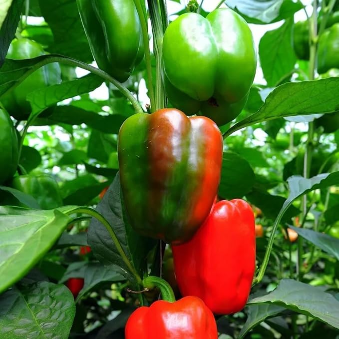 200 Bell Pepper Seeds for Planting, Big Red Sweet Pepper Seeds Indoor Outdoor Vegetable
