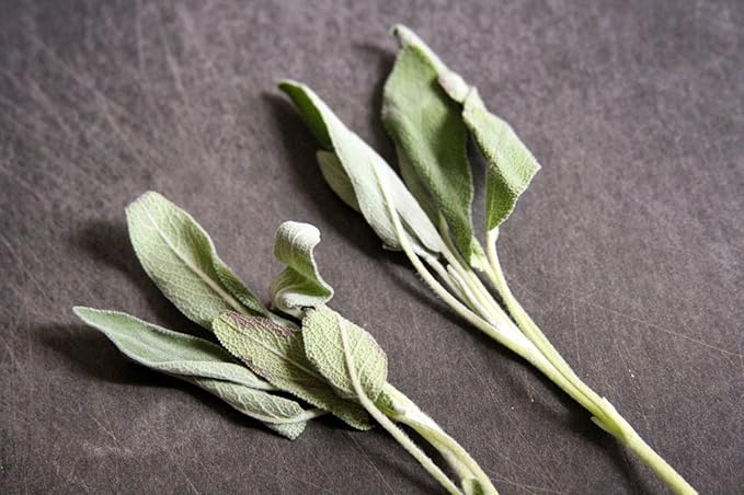 Sage Seed, Broad Leaf, Heirloom, Non GMO, 20+ Seeds, Sage Herb, Spice, Country Creek Acres