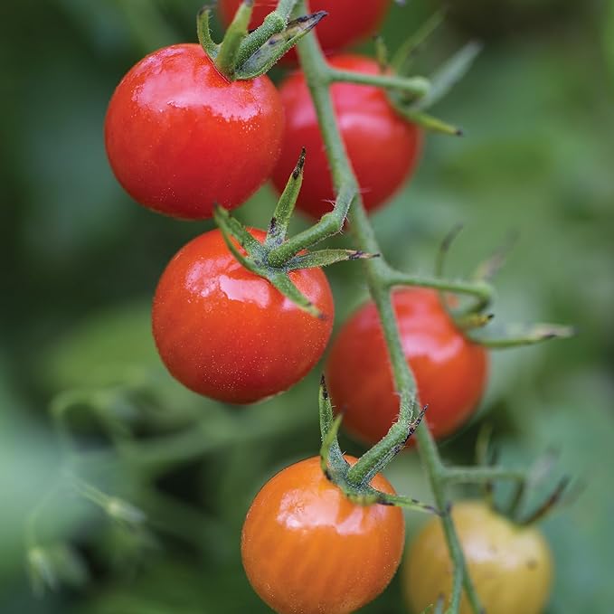 Burpee 'Cherry Baby Hybrid' Tomato Seeds for Planting- Non-GMO, Indeterminate, Cherry Tomatoes, 23mg Seed Packet