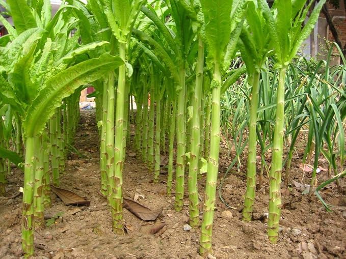 Seeds Vegetable Asparagus Lettuce Leaf Heirloom for Salads - 1000 Seeds