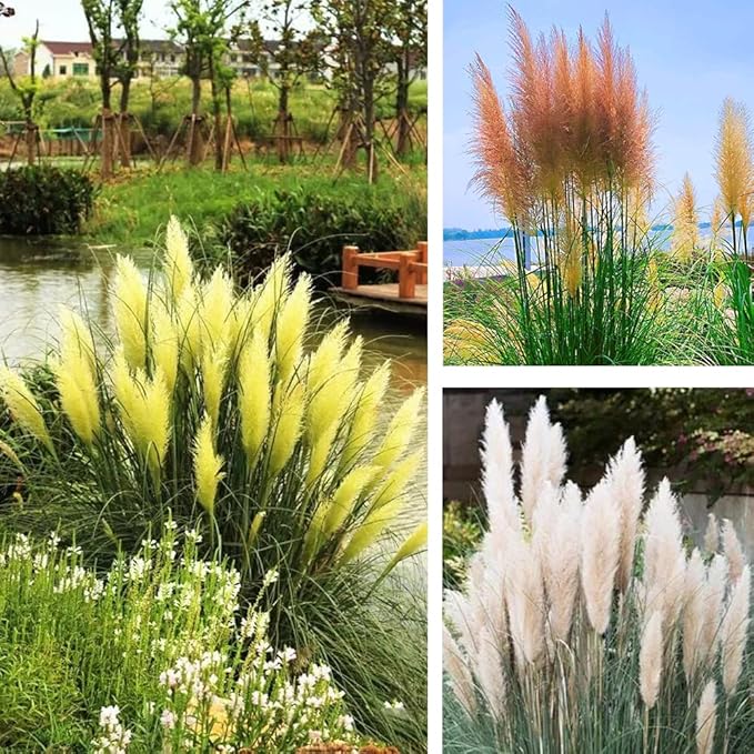 1000+ Mix Pampas Grass Seeds for Planting Cortaderia Selloana Seeds Heirloom Ornamental Plants Decor Garden Tall Feathery Blooms Blue White Pink Red Yellow