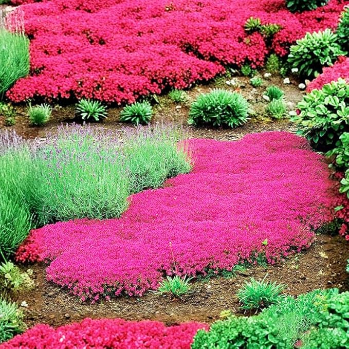 5200+ Mixed Creeping Thyme Seeds for Outdoor Planting - Perennial Ground Cover Flowers, Thymus serpyllum, Fast-Growing & Drought-Tolerant, Ideal for Large Gardens & Container