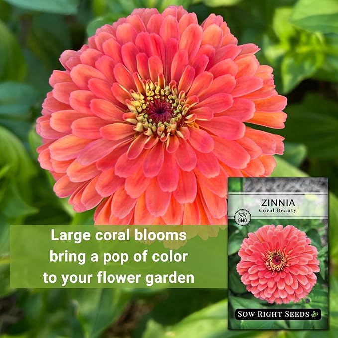 Sow Right Seeds - Zinnia Coral Flower Seeds for Planting - Beautiful Flowers to Plant in Your Garden - Non-GMO Heirloom Seeds - Vibrant Colored Variety - Attract Pollinators - Giant Cut Flower (4)