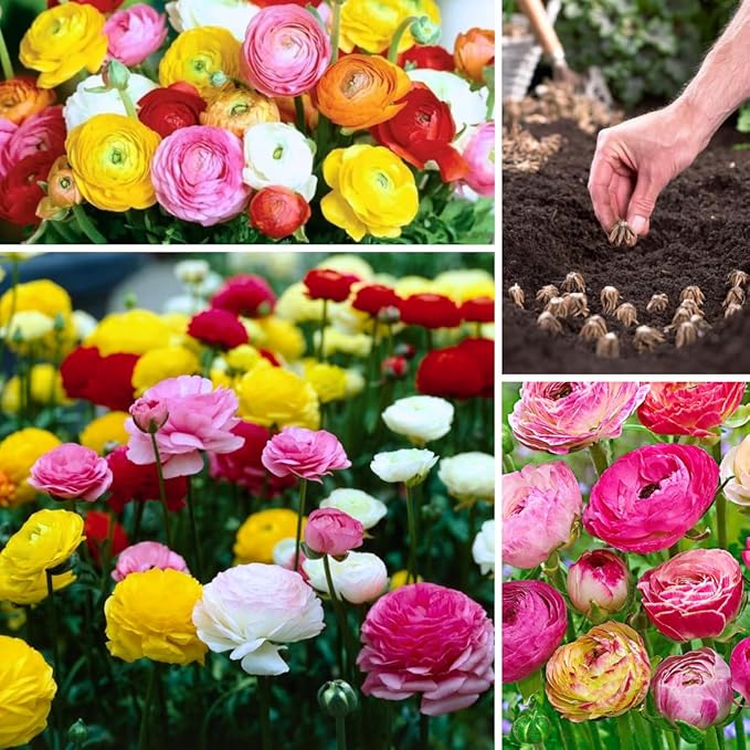 30 Ranunculus Bulbs for Planting, Multicolor Ranunculus Flower Bulbs, Ranunculus Corms