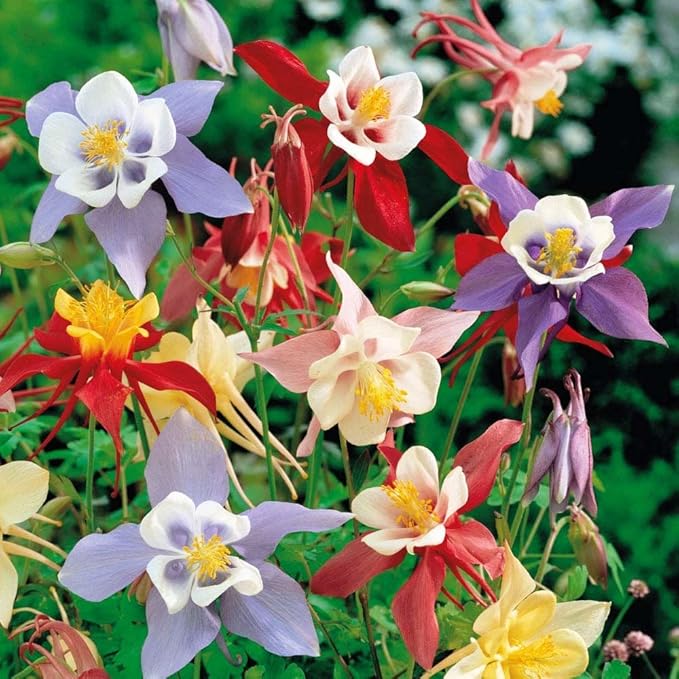 Columbine McKana Mix Seeds – Aquilegia Caerulea | Perennial Wildflower for Pollinators | Elegant Long-Spurred Blooms