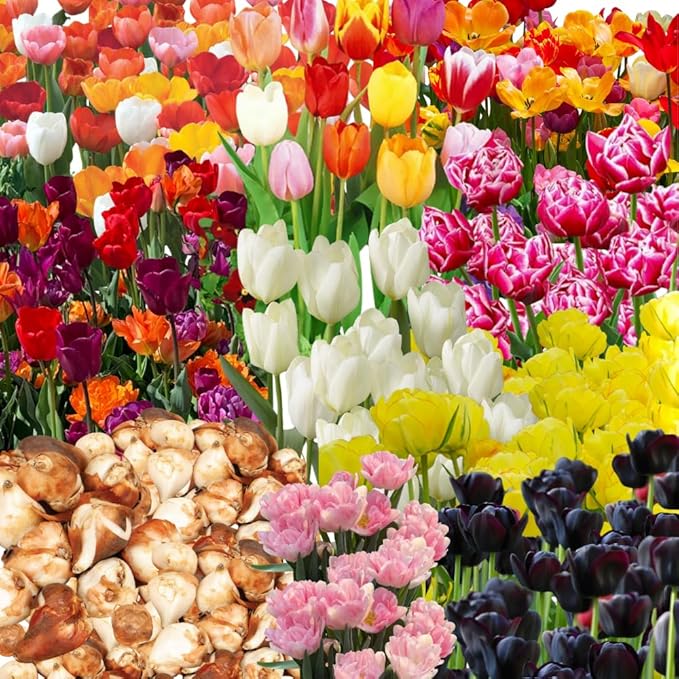 20 Top Size Tulip Bulbs for Spring Planting, Mixed Tulip Flower Bulbs, Bulk Pack of Colorful Tulips for Spring Blooms, Grow Flowerbeds, Fresh Harvest